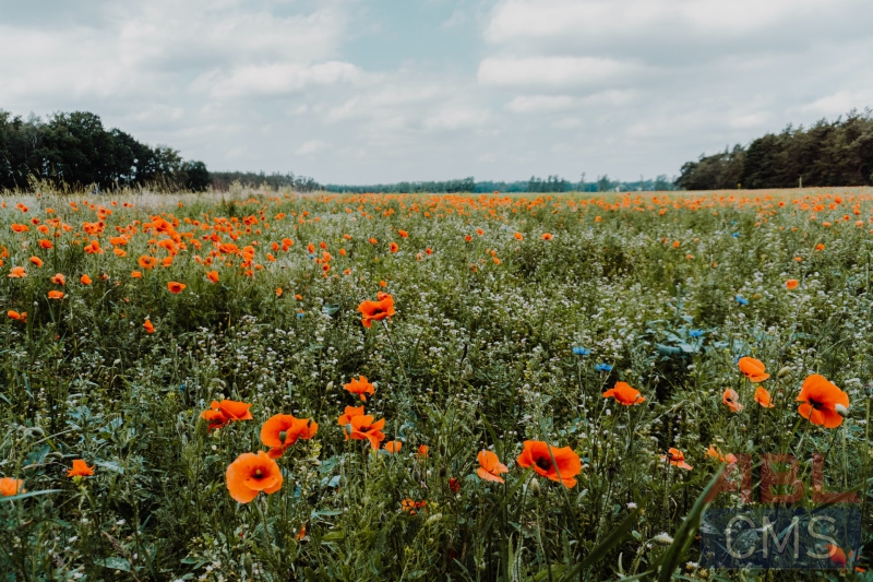 Lorem ipsum dolor sit amet consectetur - 6