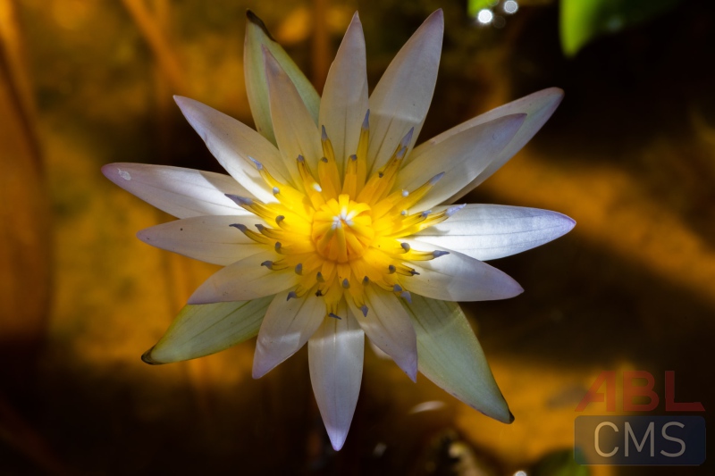 Lorem ipsum dolor sit amet consectetur - 6