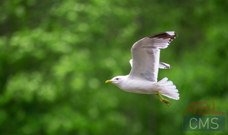 Lorem ipsum dolor sit amet consectetur - 6